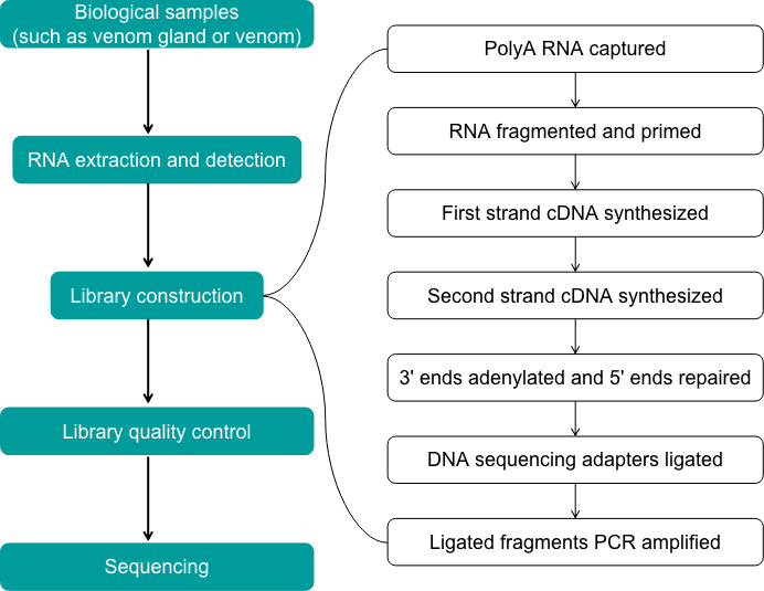 Venom transcriptome sequencing workflow - Creative Proteomics.