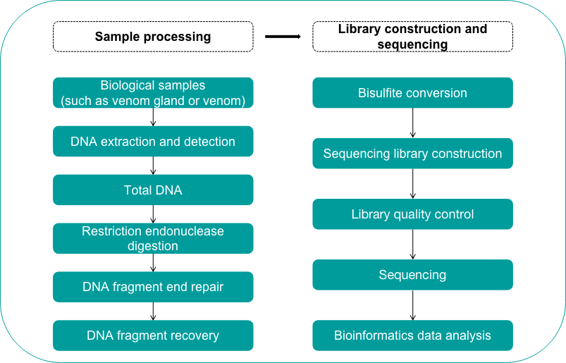 Venom reduced-representation bisulfite sequencing workflow - Creative Proteomics.