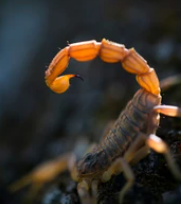 Scorpion Venom Extraction 