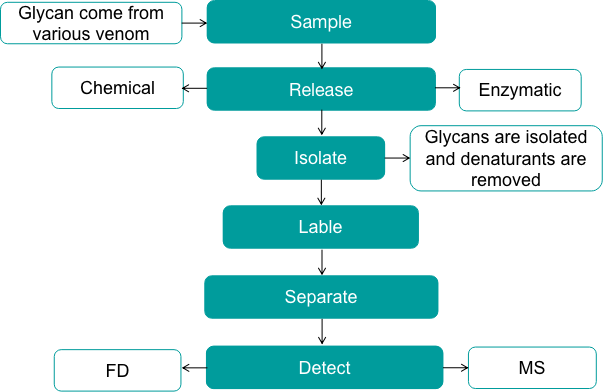 The general pipeline of venom glycan detection. - Creative Proteomics