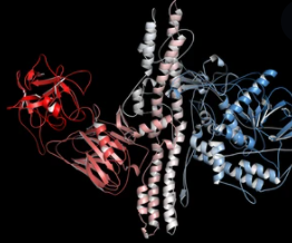 Venom Proteomics Analysis