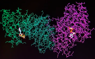 Venom protein interaction analysis.