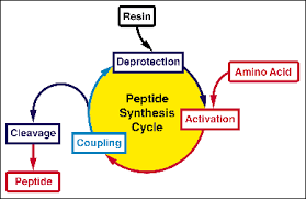 Four Tips You Should Know During Performing Solid Phase Pepetide Synthesis