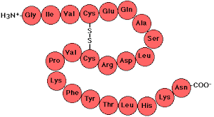 Some Facts You Should Know About Polypeptide Synthesis