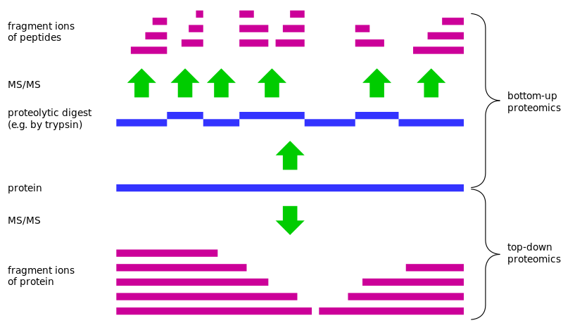 Mass Spectrometry