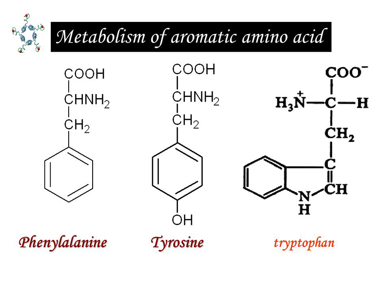 Metabolism of Aromatic amino acid