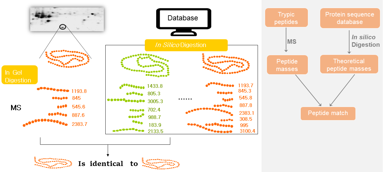 Protein identification-Peptide mass fingerprinting (PMF)