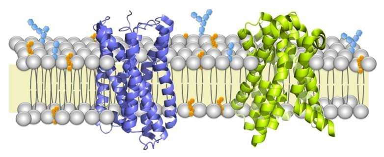 Membrane protein identification by shotgun proteomics