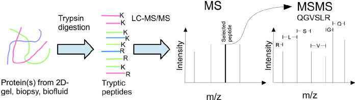 FAQ for Mass Spectrometry Identification