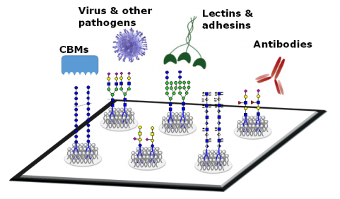 Brief Introduction of Glycan Microarrays