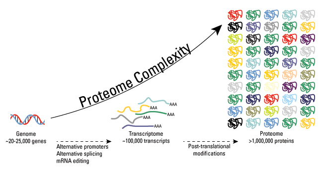 Brief Introduction of Post-Translational Modifications (PTMs)