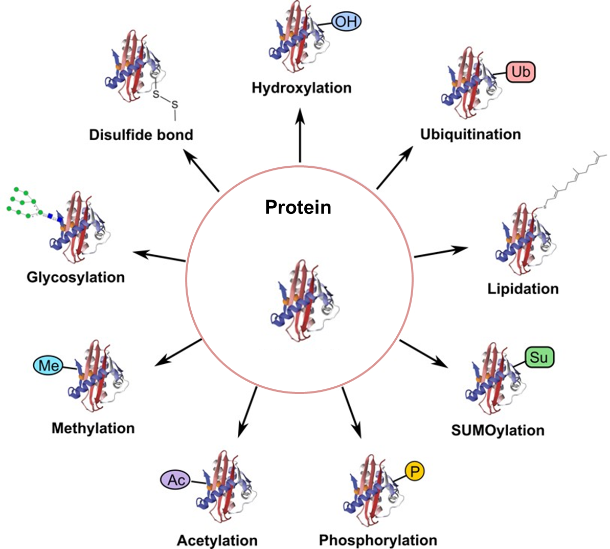 Strategies for Post-Translational Modifications (PTMs)