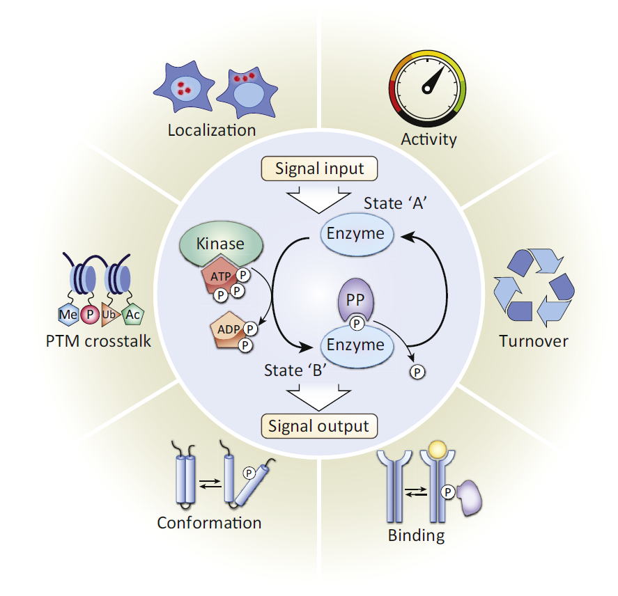 Phosphorylation Analysis by Mass Spectrometry