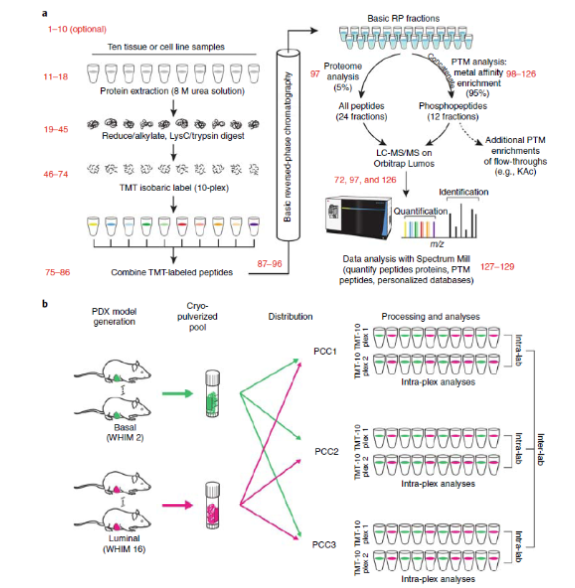 A New Method That can Be Applied for Rapid Quantification of Tumor Proteins