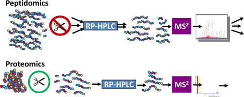 Mass Spectrometry-based Peptidomics for Biomarker Discovery