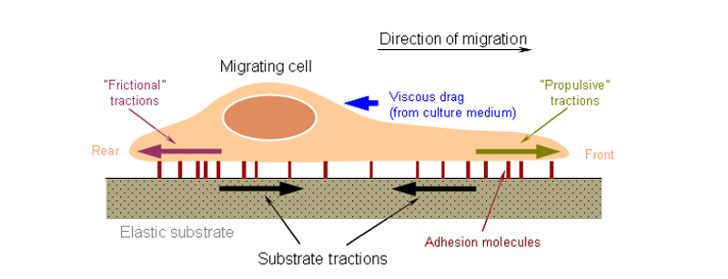 Cell Migration Research