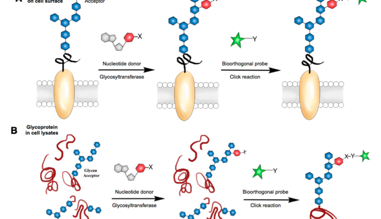 Techniques to Analyze Glycoprotein Sugar Chain Structure in Glycomics