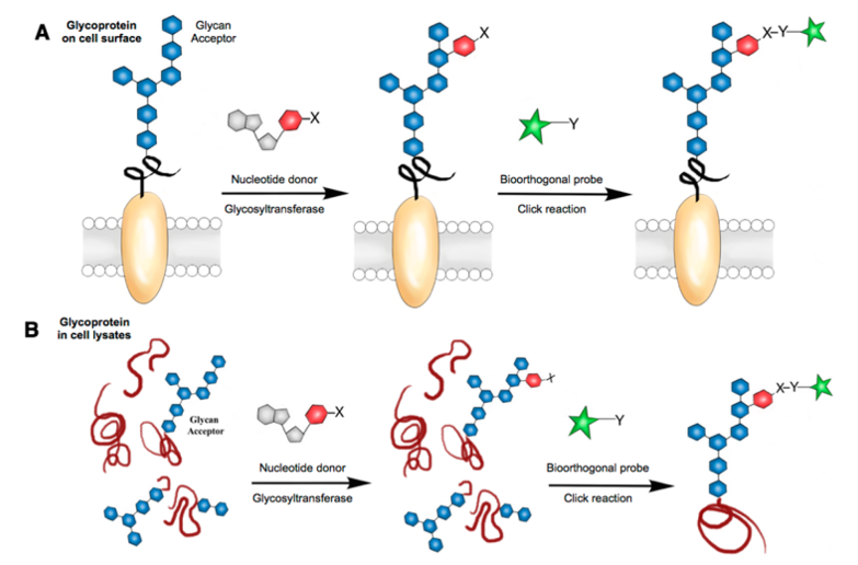 Techniques to Analyze Glycoprotein Sugar Chain Structure in Glycomics