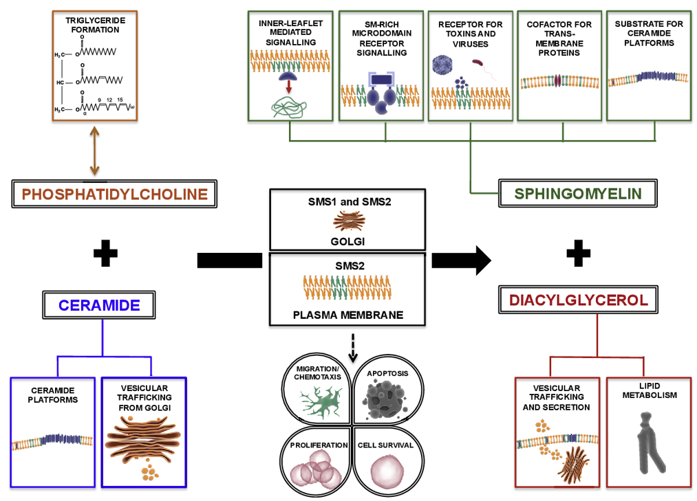 What Is Sphingomyelin?