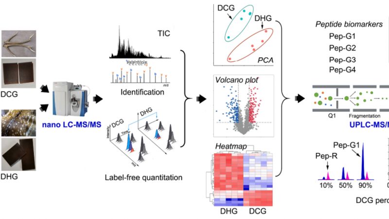 Peptidomics - Enriching Proteomics Research