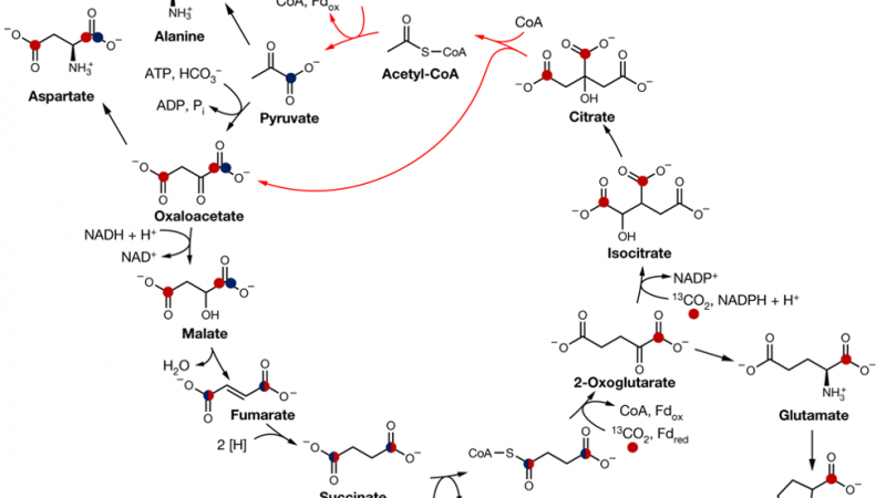 Can the TCA Cycle Be Reversed?