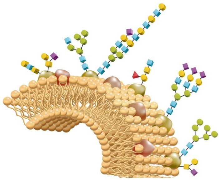 Glycomics Analysis Technology