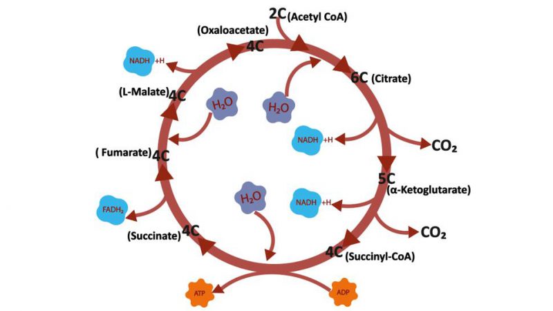 TCA Cycle – Meaning and Analysis Method