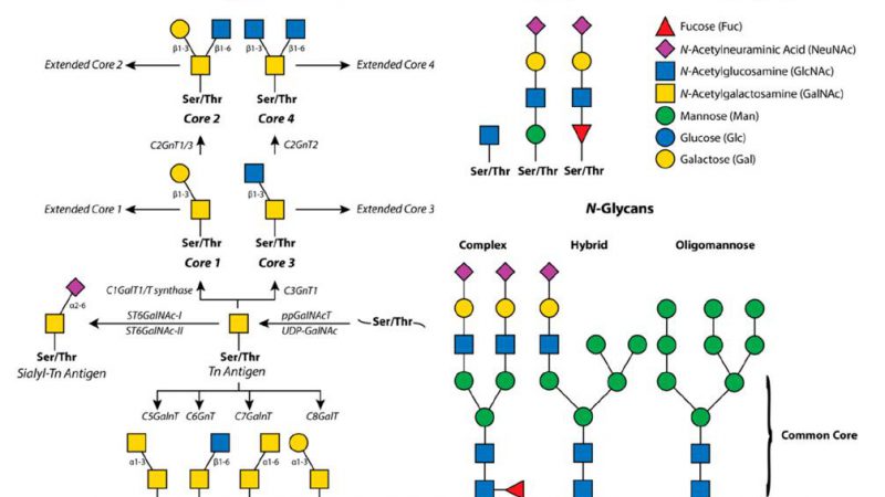 O-Glycan Analysis: Understanding the Importance of Glycosylation in Protein Function