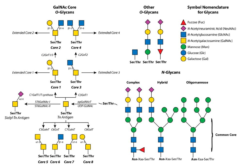 O-Glycan Analysis: Understanding the Importance of Glycosylation in Protein Function