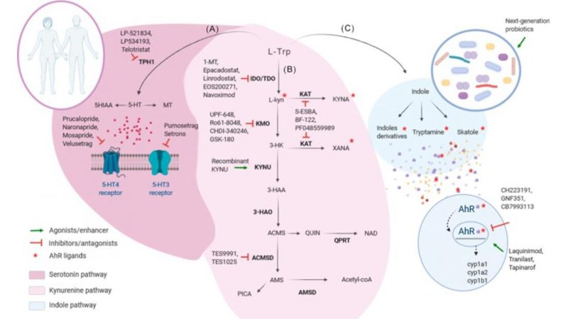 Unraveling the Complexities of Tryptophan Metabolism