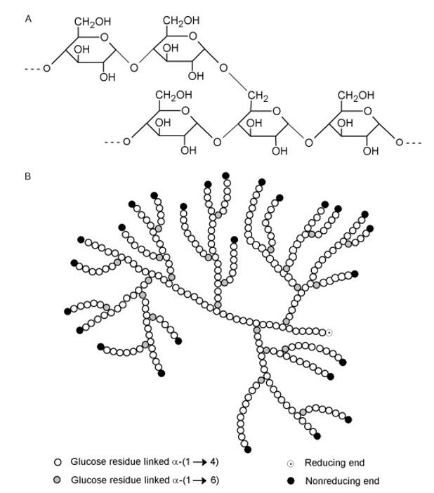 Unveiling the Versatility of Polysaccharides: Structure, Functions, and Industrial Applications