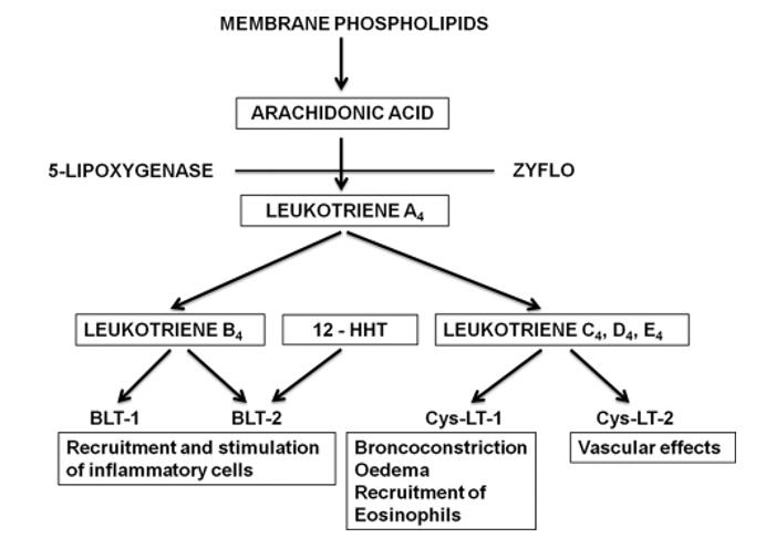 Leukotrienes: Structure, Functions, and Modulation Strategies