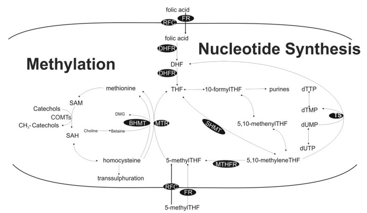 One-Carbon Metabolism: Roles, Health Implications, and Applications