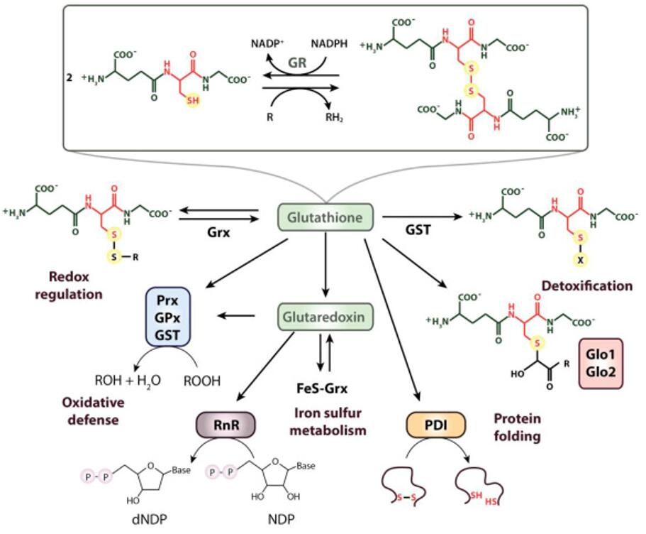 Thiols: Functions, Identification, and Applications