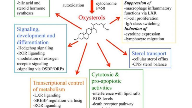 Oxysterols: Functions, Occurrence, and Analysis Techniques