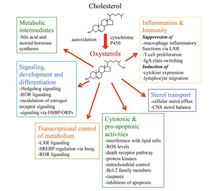 Oxysterols: Functions, Occurrence, and Analysis Techniques