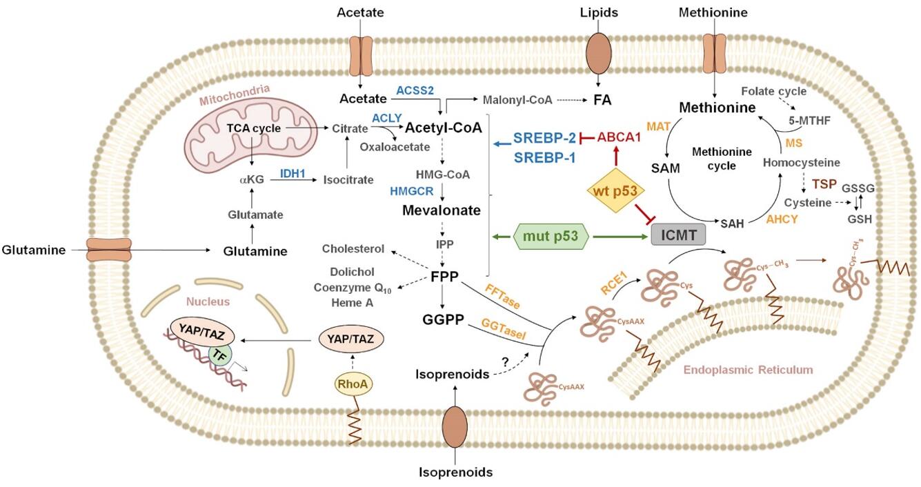 Mevalonate Pathway: Origins, Regulation, and Health Implications