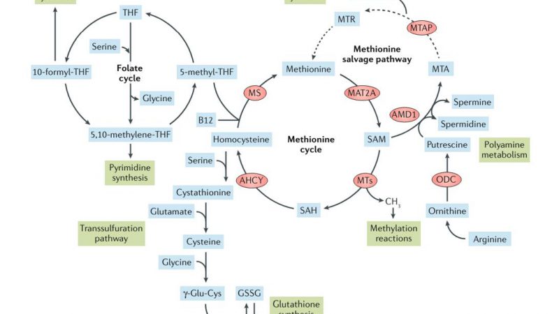 Illustration depicting the interconnected pathways of methionine metabolism and related metabolic processes