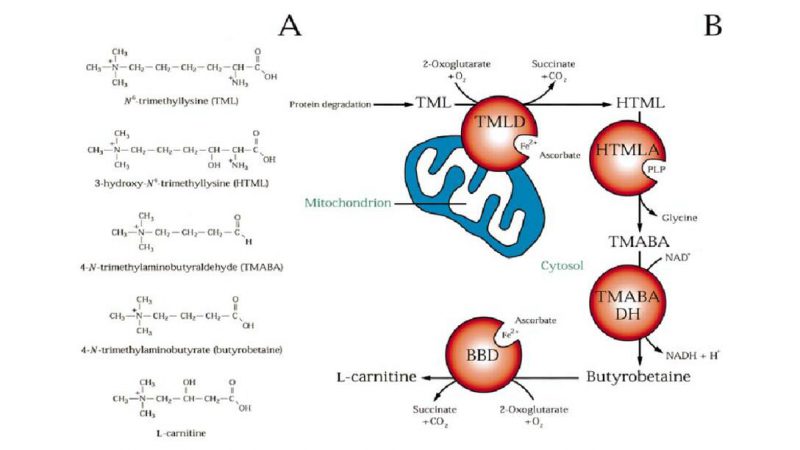 The carnitine biosynthesis pathway