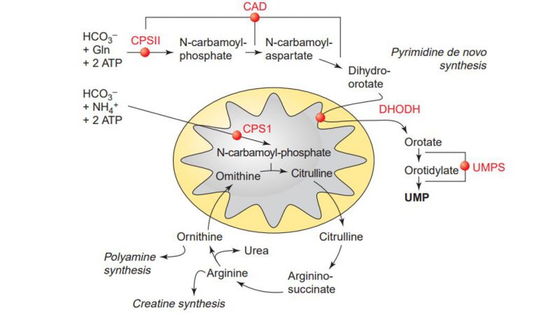 Pyrimidine Metabolism Pathways Synthesis and Degradation