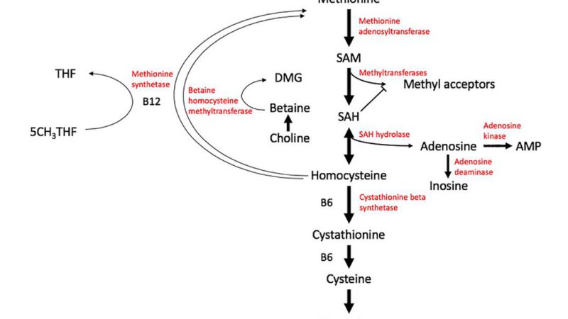 SAM and SAH: Key Differences, SAM Cycle, and Methylation Regulation