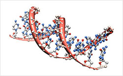 Animal hormones analysis