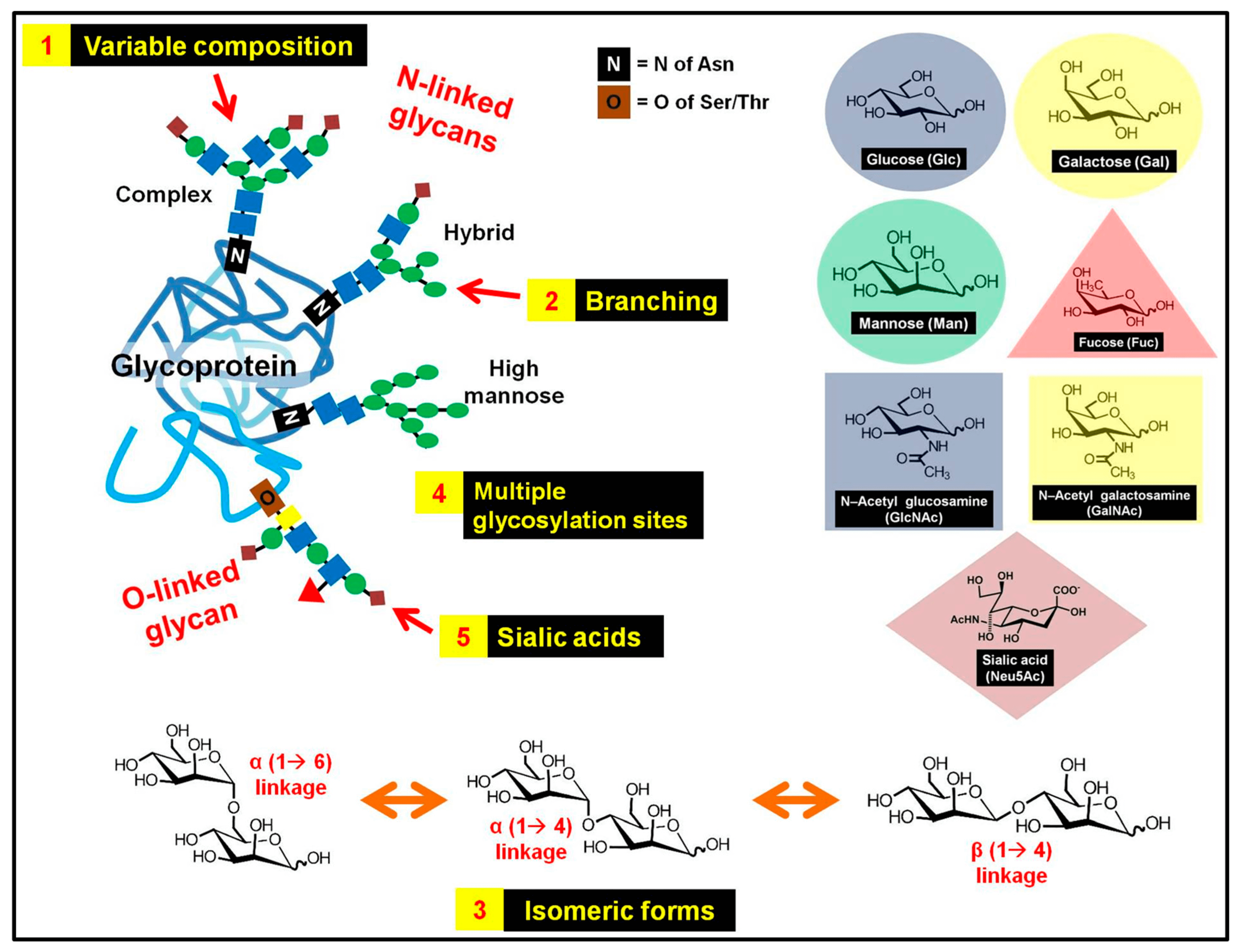 Structural Characterization of Glycans