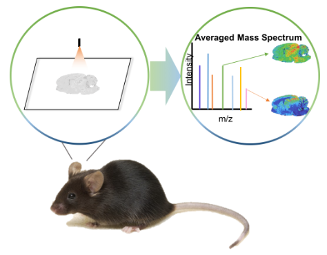 Figure 1. Demonstration of MALDI Imaging of a brain tissue