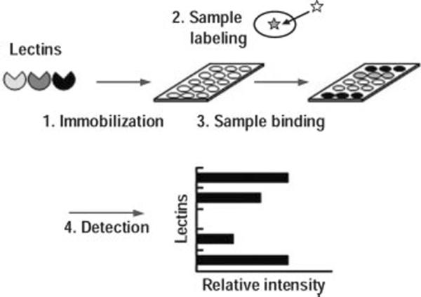 Lectin Microarray Assay