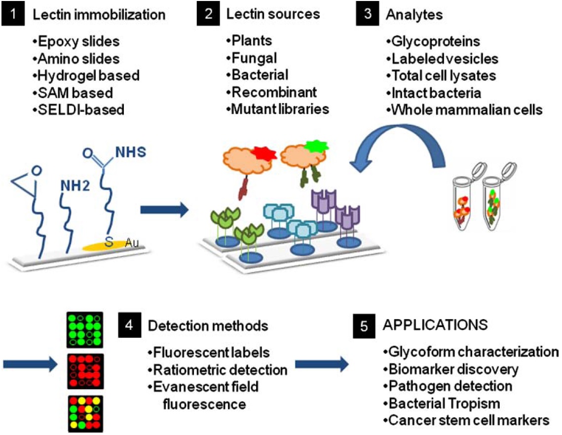 Lectin Microarray Assay