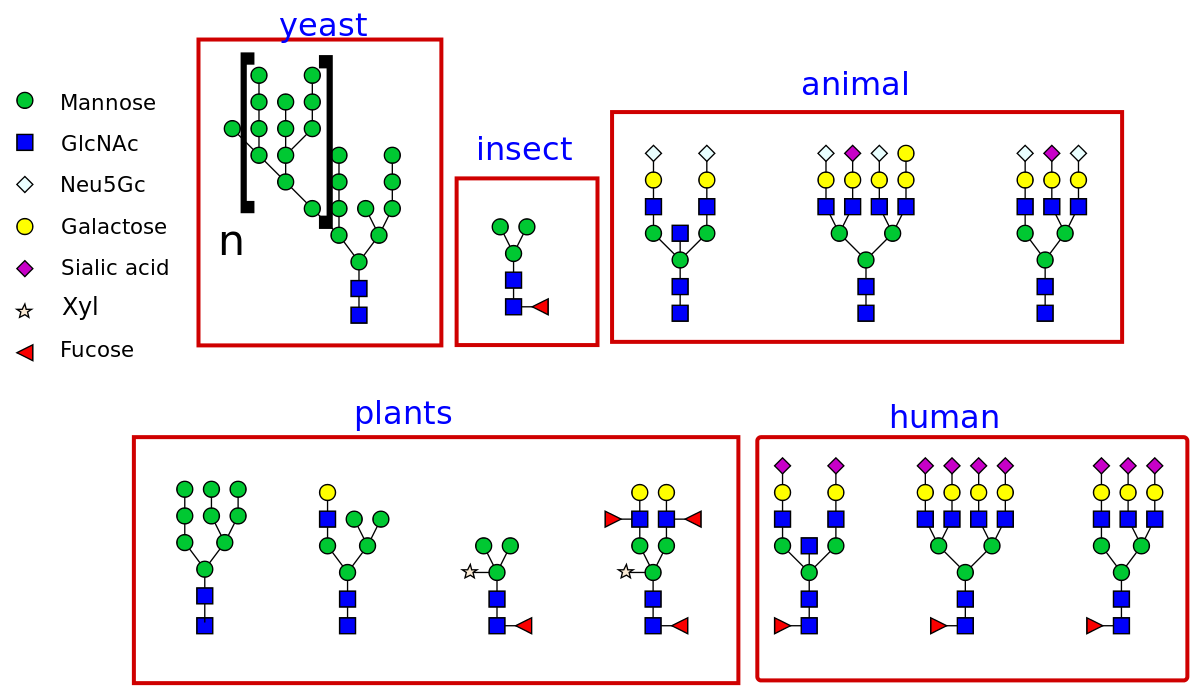 N-Glycans Profiling Services