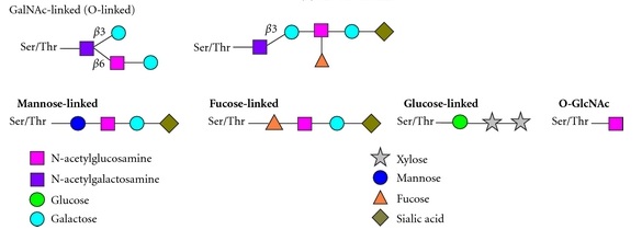 O-Glycan Profiling Service