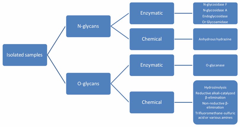 O-Glycan Profiling Service