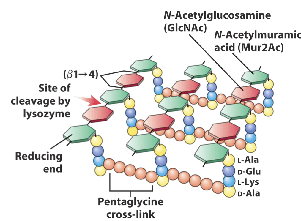 Peptidoglycan Structure Analysis